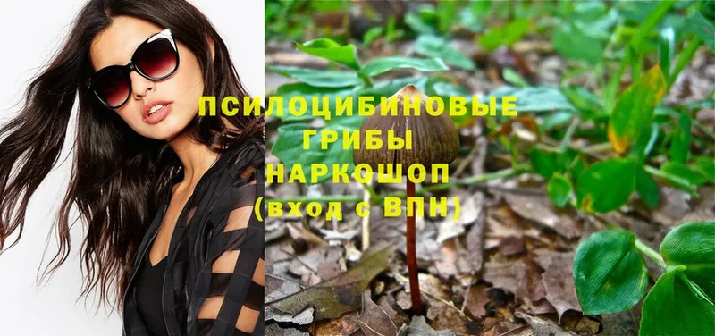 цены   Прохладный  Галлюциногенные грибы Psilocybe 